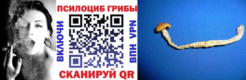 Купить где  Жигулёвск  Псилоцибиновые грибы Magic Shrooms 